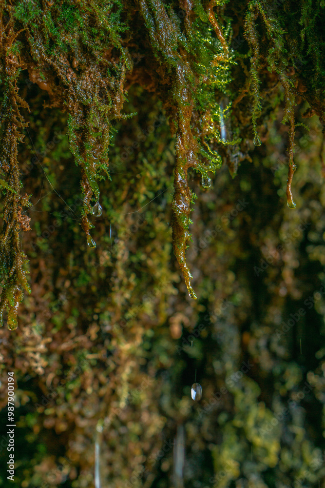 Obraz premium Noture