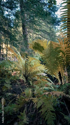 fern in the forest