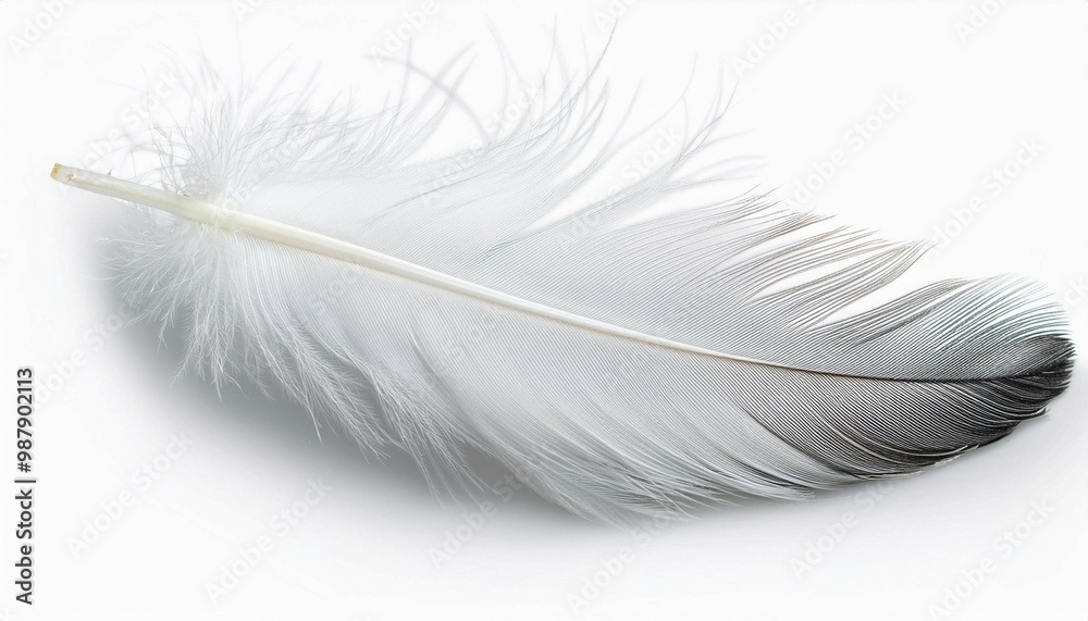Obraz premium white feather on black background