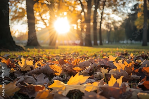 Wallpaper Mural Golden autumn leaves in the park at sunset Torontodigital.ca