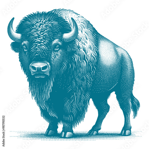 bison vector illustration