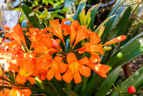 Photograph of a bright orange Clivia flower in full bloom in a residential garden in the Blue Mountains in New South Wales, Australia.