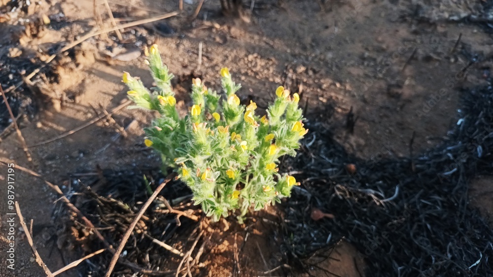 Obraz premium Flores do campo