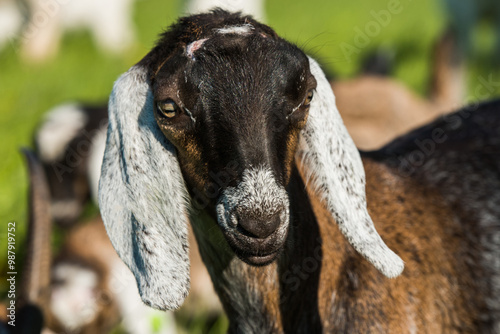 south african boer goat doeling portrait on nature photo