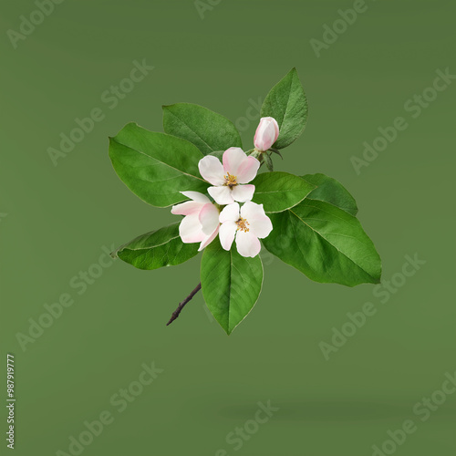 Fresh ripe yellow Quince Flower falling in the air isolated on green background. Food levitation or zero gravity conception