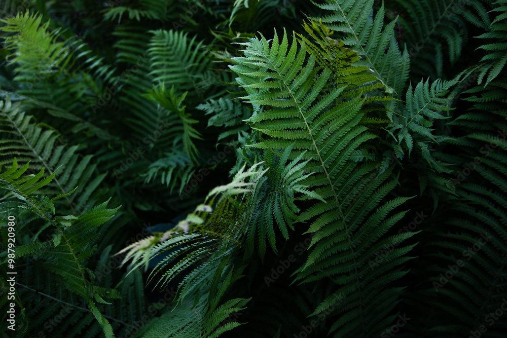 Green leaves of paparatnik, background with tropical plant Green leaves of paparatnik, background with tropical plant