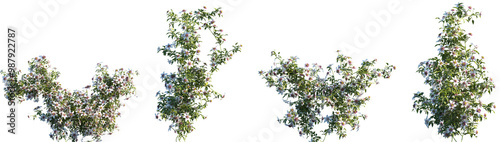 Set of frontal Clematis florida (the Asian virginsbower, or passion flower clematis) isolated png on a transparent background perfectly cutout high resolution