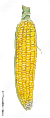 Corn Maize Sweet yellow vegetable Hand painted hand drawn food illustration Great for cookbook, recipes, menus, farmers market poster. Colorful food png clipart 