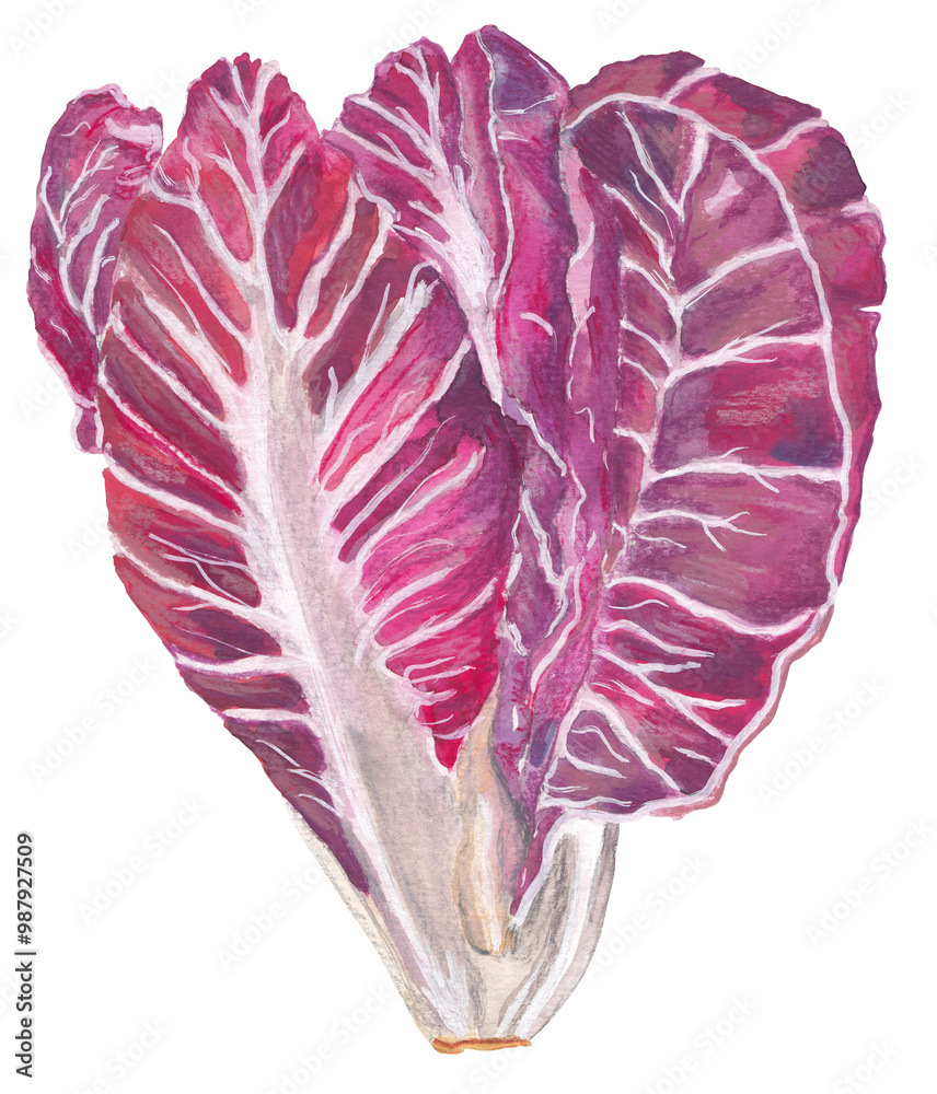 Obraz premium Radicchio pink italian vegetable Hand painted hand drawn food illustration Great for cookbook, recipes, menus, farmers market poster. Colorful cabbage 