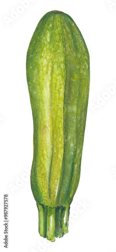 Green  zucchini  png vegetable Hand painted hand drawn food illustration Great for cookbook, recipes, menus, farmers market poster. Colorful zucchini