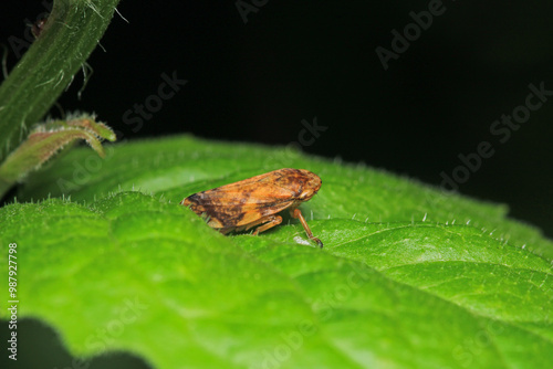 glassy winged sharpshooter insect macro photography photo