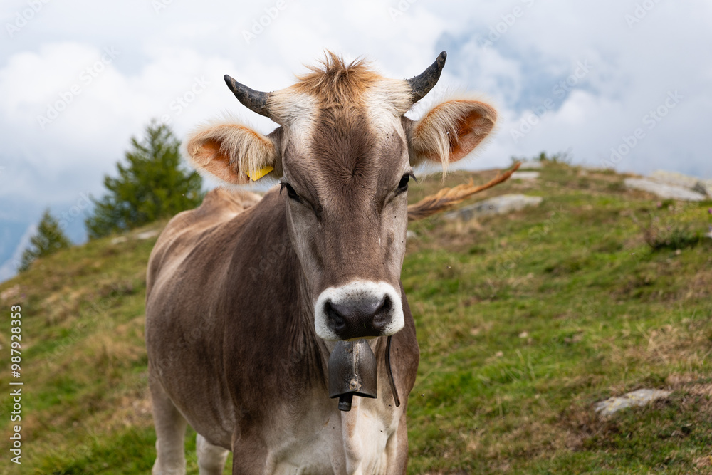 Cow on a grassland in the Italian Alps Cow on a grassland in the Italian Alps