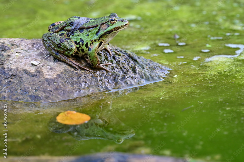 Obraz premium Kleiner Frosch mit einem Blatt auf dem Rücken auf einem Stein mit Spiegelung im Wasser