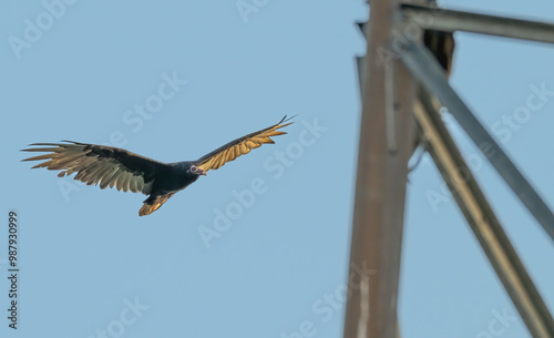 Turkey vulture in flight. photo