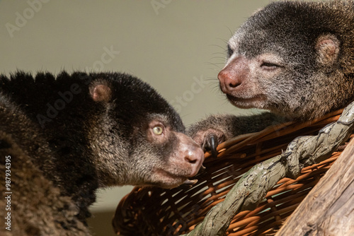 cute wild bear cuscus aulirops ursinus arboreal against blure background. photo