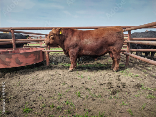 Large red Angus bull seen from the side locked in a corral during an auction in Argentina