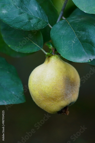 Closeup photo of a quince branch with yellow fruit and leaves; cydonia oblonga  photo