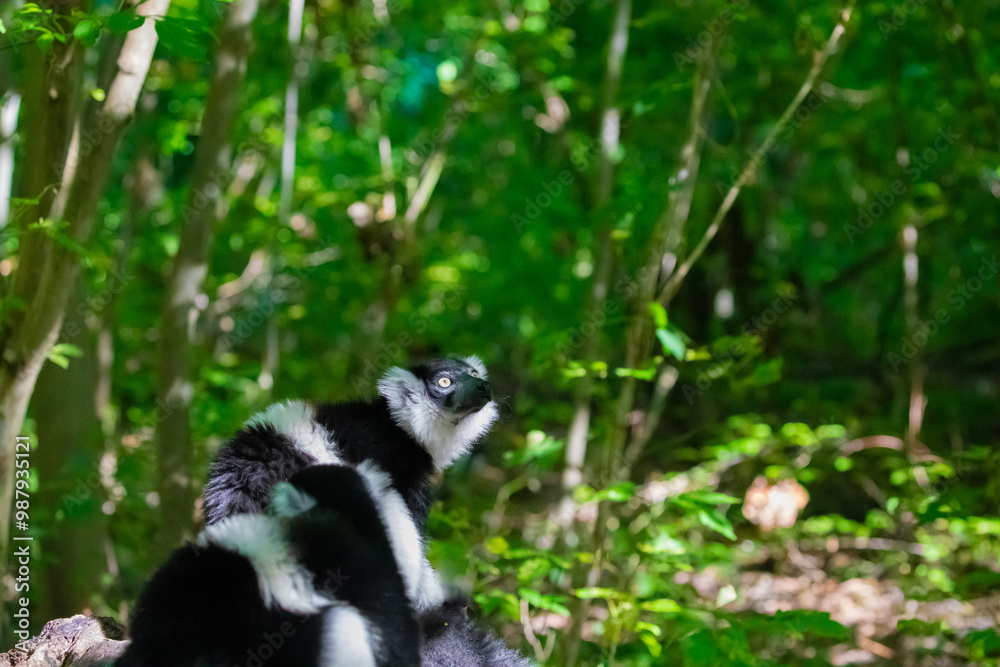 Fototapeta premium Black and white Ruffed Lemur closeup
