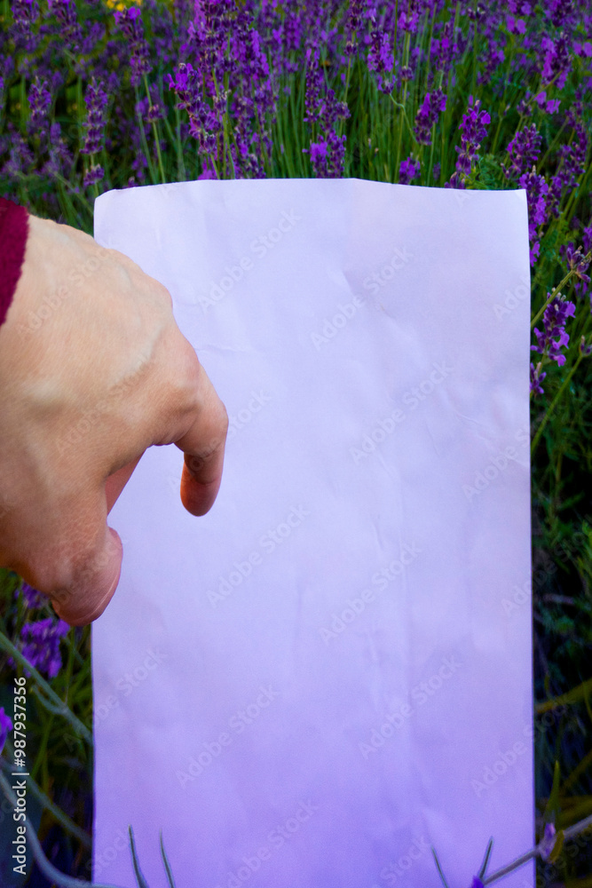 A beautiful branch of lavender lies on a white background. High quality photo