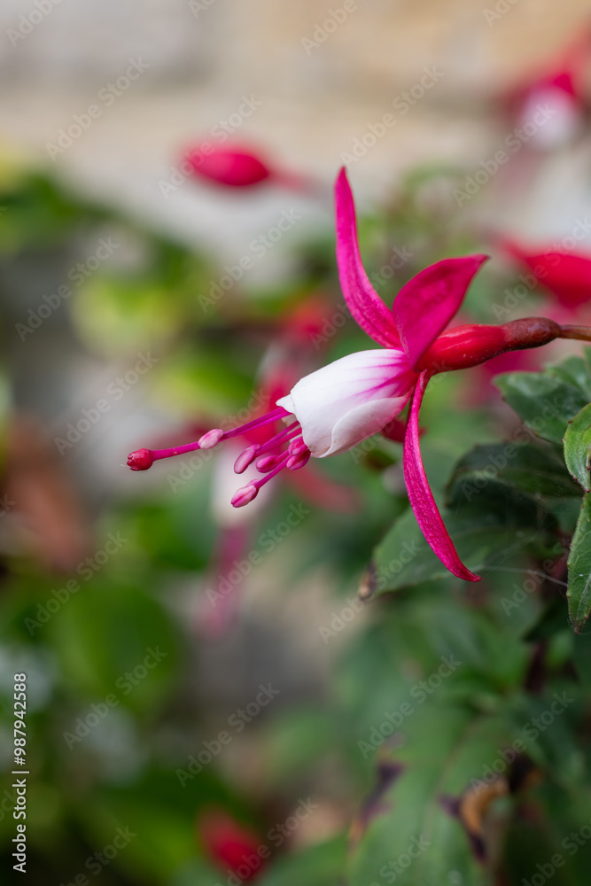 Close up of a pink and white fuchsia