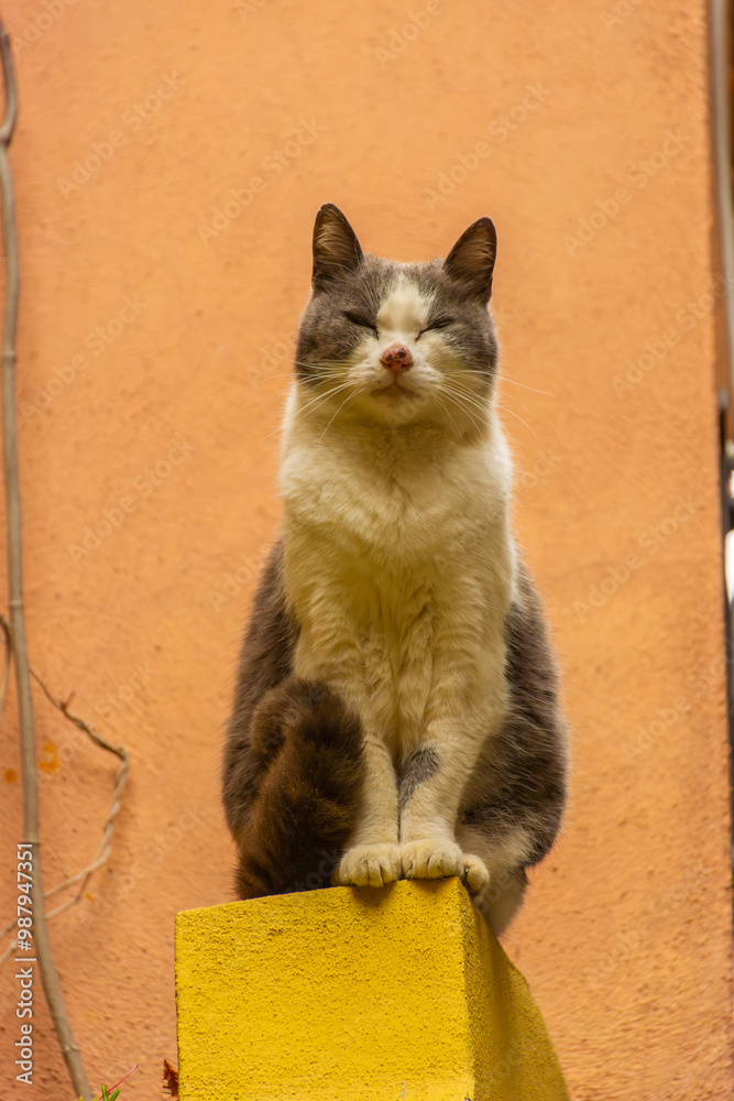 A cat over a yellow background in the city center of Vernazza, Italy