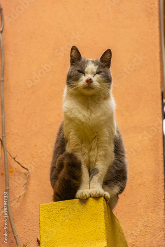 Obraz na płótnie A cat over a yellow background in the city center of Vernazza, Italy w salonie