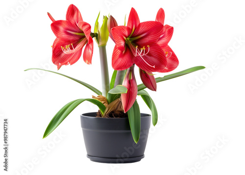 A red flower amaryllis in a black pot