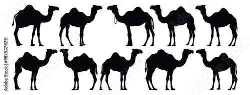 Camel silhouettes set, desert pack of vector silhouette design, isolated background