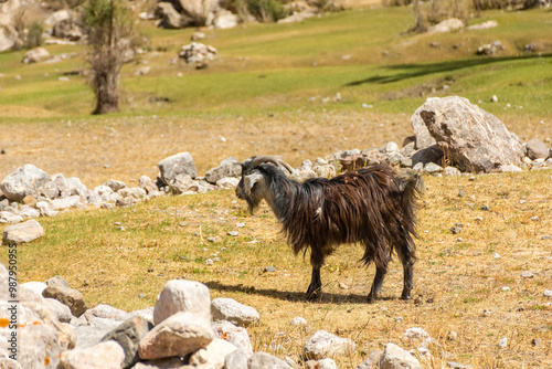 Goat in the Zeravshan Valley,  Tajikistan photo