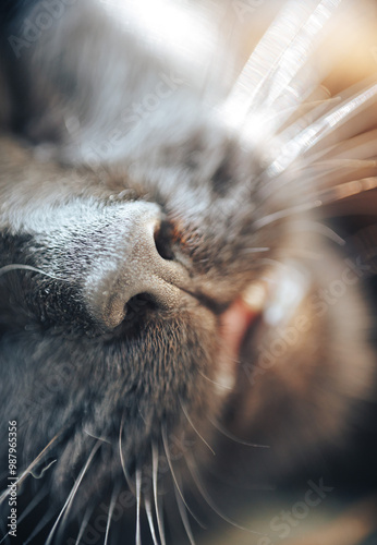 Macro photo of a cat’s nose and whiskers in fine detail. The gentle focus on the soft fur and texture of the nose highlights the tender side of feline life, ideal for cozy or relaxing visual projects