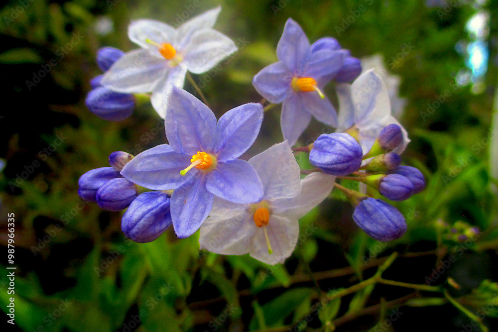 photographie en gros plan de fleurs de morelle faux jasmin, ou de solanum jasminoïdes, aux pétales blanches et bleutées photographie en gros plan de fleurs de morelle faux jasmin, ou de solanum jasminoïdes, aux pétales blanches et bleutées
