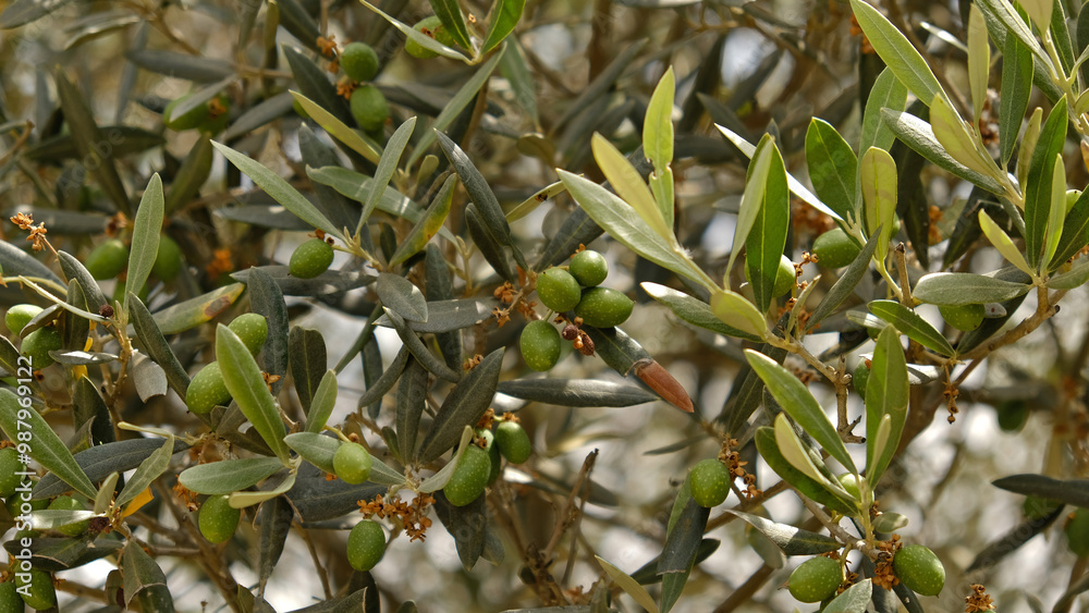 Olive tree and branch with green leaves. Green unripe olives fruits. Close Up Green Eco Healthy product background with copy space. Olive tree and branch with green leaves. Green unripe olives fruits. Close Up Green Eco Healthy product background with copy space.