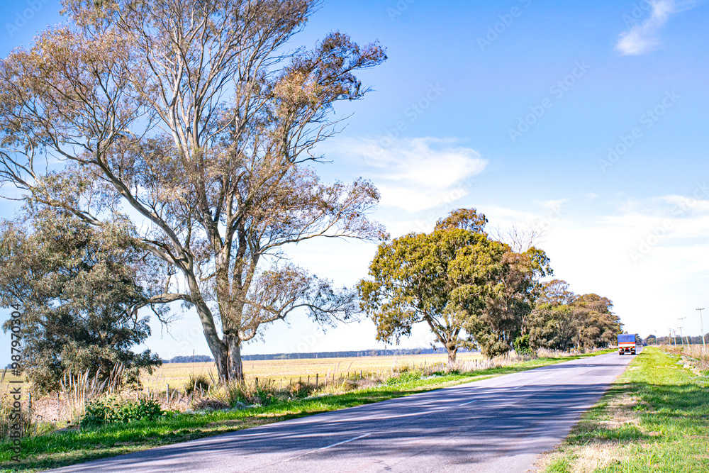 Fototapeta premium A road crossing the pasture field , in Argentin