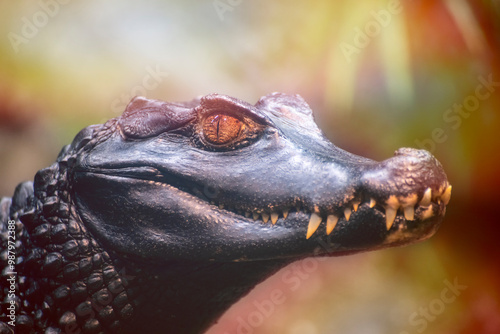 Dwarf caimans are ambush predators, sitting in wait for food to come close to them instead of chasing it photo