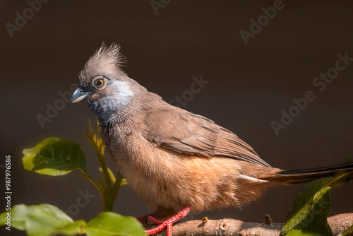 Canvas Print Speckled Mousebirds are often found scrambling through bushes and tangles, moving about on short legs