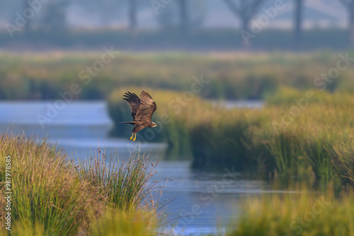 Rohrweihe Circus aeruginosus