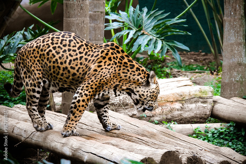 Photography Sao Paulo Zoo