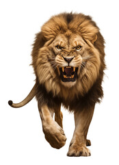 Angry Lion Walking Front View Isolated on Transparent Background PNG
