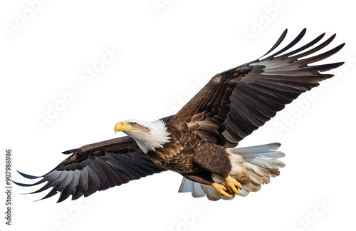 American Bald Eagle Flying Isolated on Transparent Background PNG 