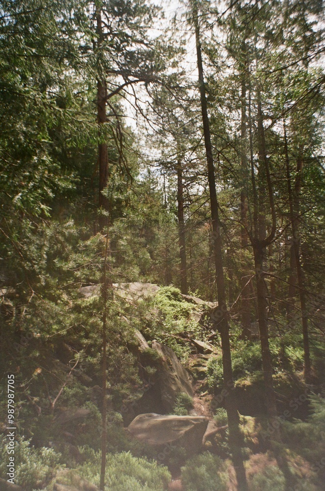 Obraz premium river in the woods