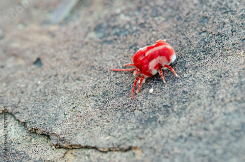 Giant Red Velvet Mite (Dinothrombium magnificum) photo