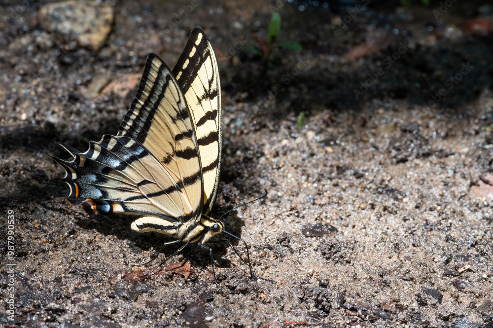 Two-tailed Swallowtail Butterfly (Papilio multicaudata) Two-tailed Swallowtail Butterfly (Papilio multicaudata)