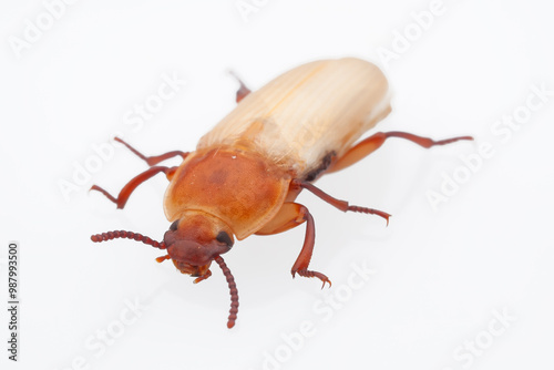 Besouro-da-farinha (Tenebrio molitor) photo