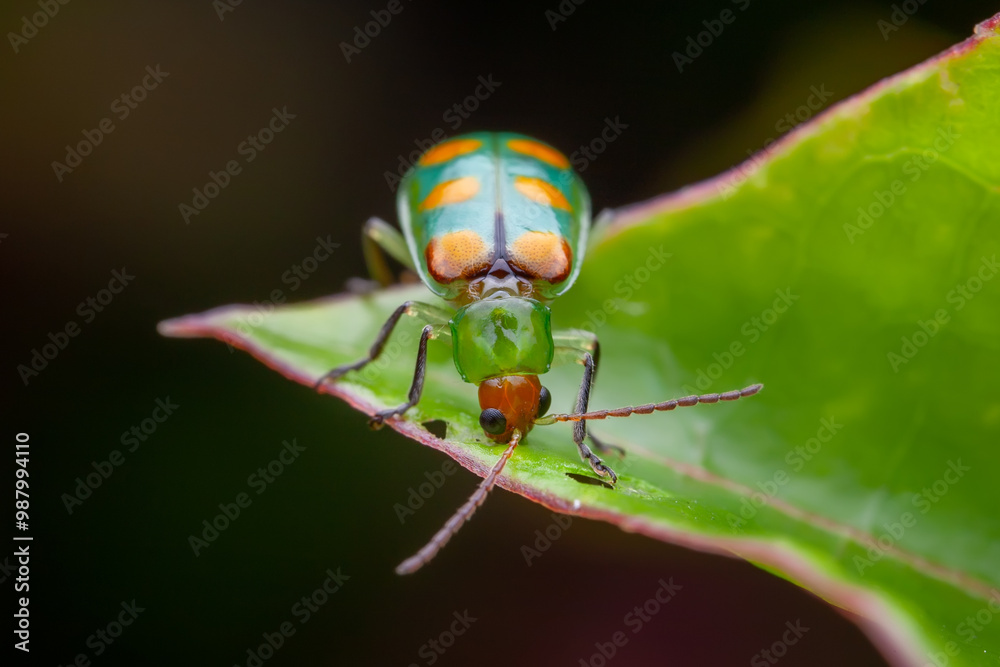 Fototapeta premium Leaf beetle (Diabrotica speciosa)