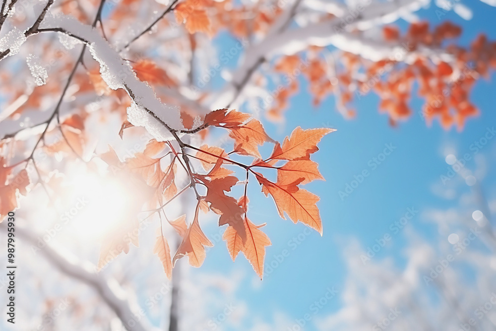 red maple tree branches in snow against blue sky in winter red maple tree branches in snow against blue sky in winter