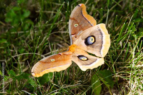 Polyphemus moth rests in the grass; beautiful large orange-brown silk moth