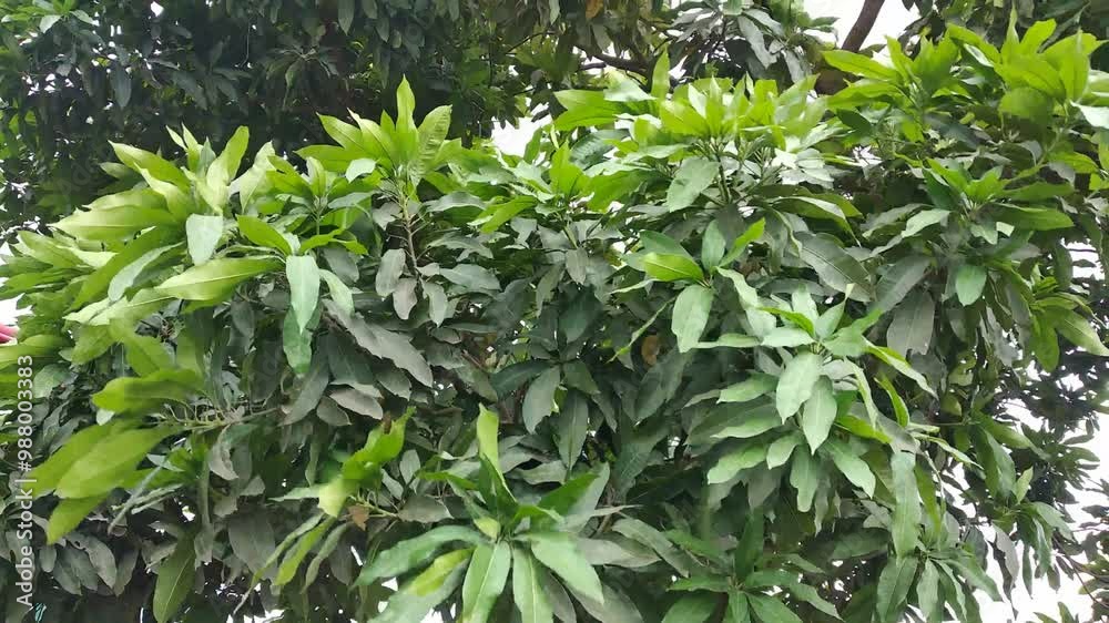 mango tree leaves blown by the wind mango tree leaves blown by the wind