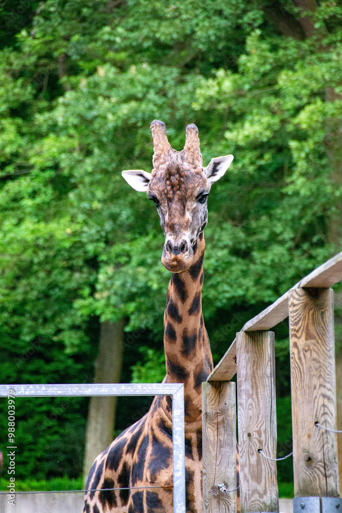 Fototapeta premium portrait of a giraffe head with big years and a funny look