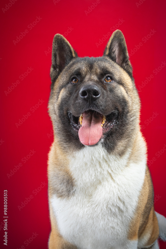American Akita portrait photo on red background with tongue out American Akita portrait photo on red background with tongue out