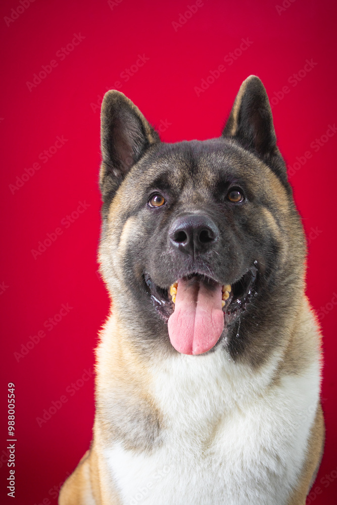 American Akita portrait photo on red background with tongue out